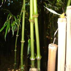 Bambú Chimono. tumidissinoda